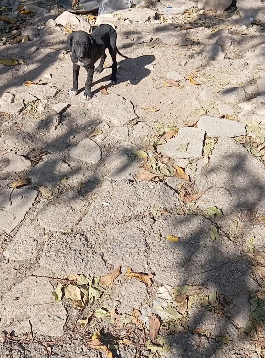 توله تازی شکاری|سگ|سجاس رود, |دیوار