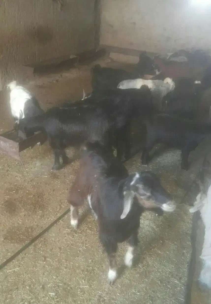 بزغاله نرو ماده چاق|حیوانات مزرعه|ملکشاهی, |دیوار