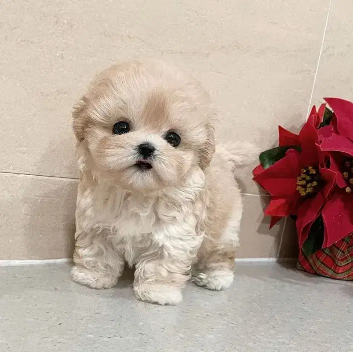 poodle عروسکی|سگ|تهران, قلمستان|دیوار