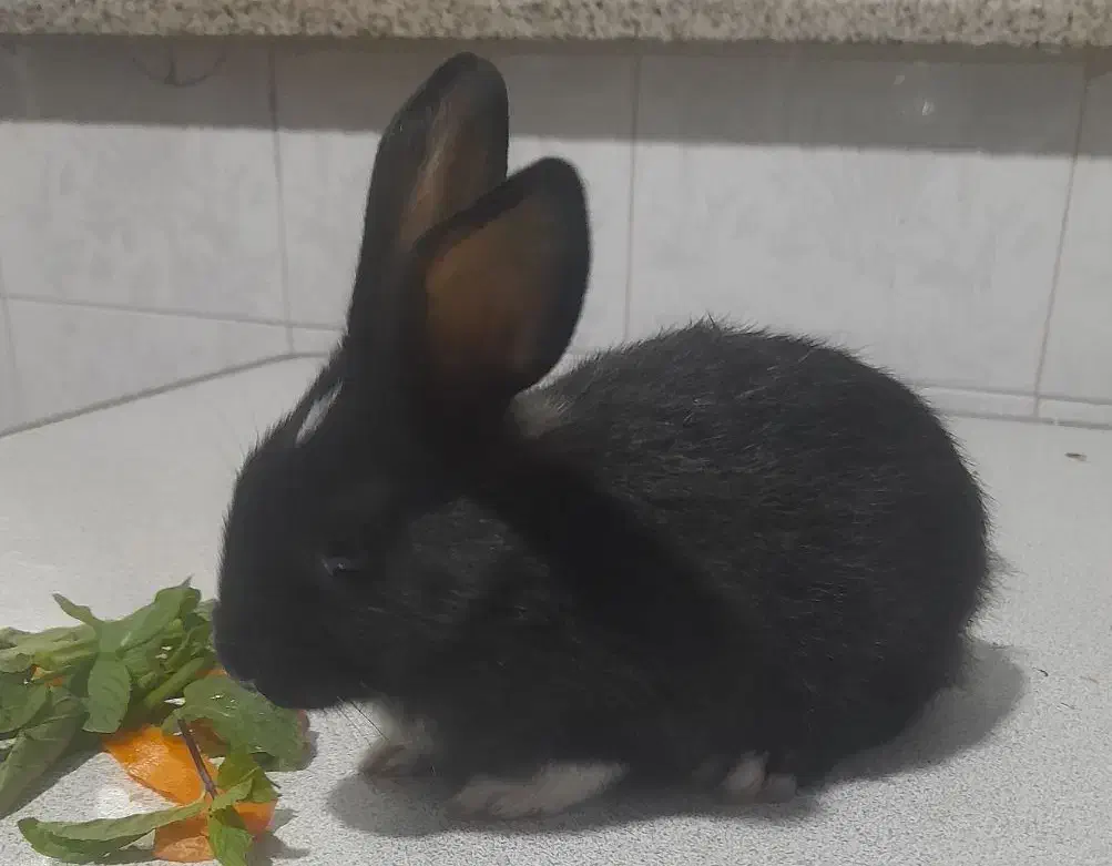 بچه خرگوش مشکی|موش و خرگوش|شیراز, فرگاز|دیوار