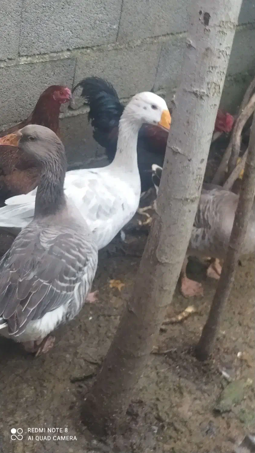 فروش غاز محلی،وزن کلا 11کیلو هست|حیوانات مزرعه|رحیمآباد, |دیوار