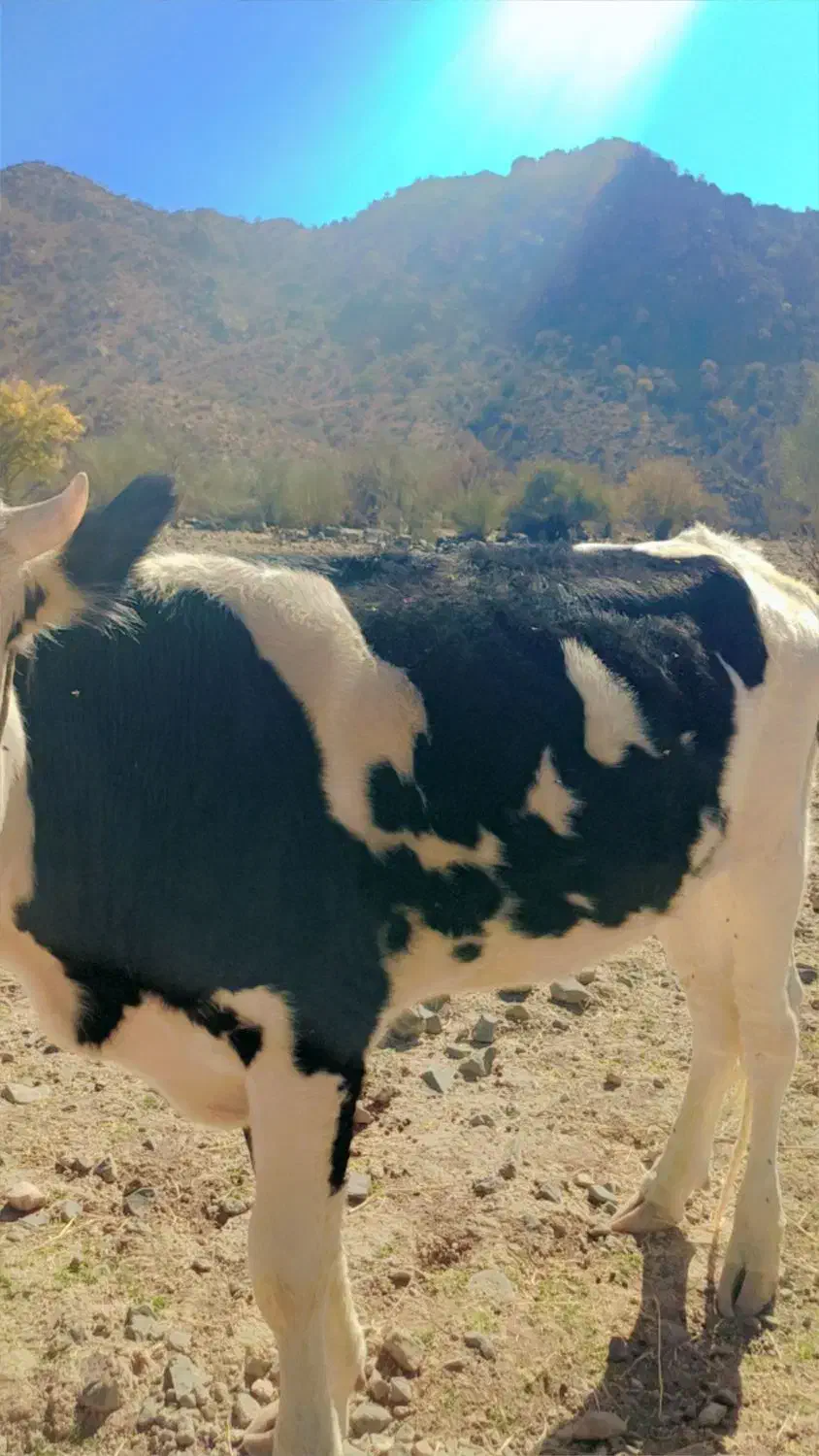 یک راس گستر هلشتاین|حیوانات مزرعه|جیرفت, |دیوار