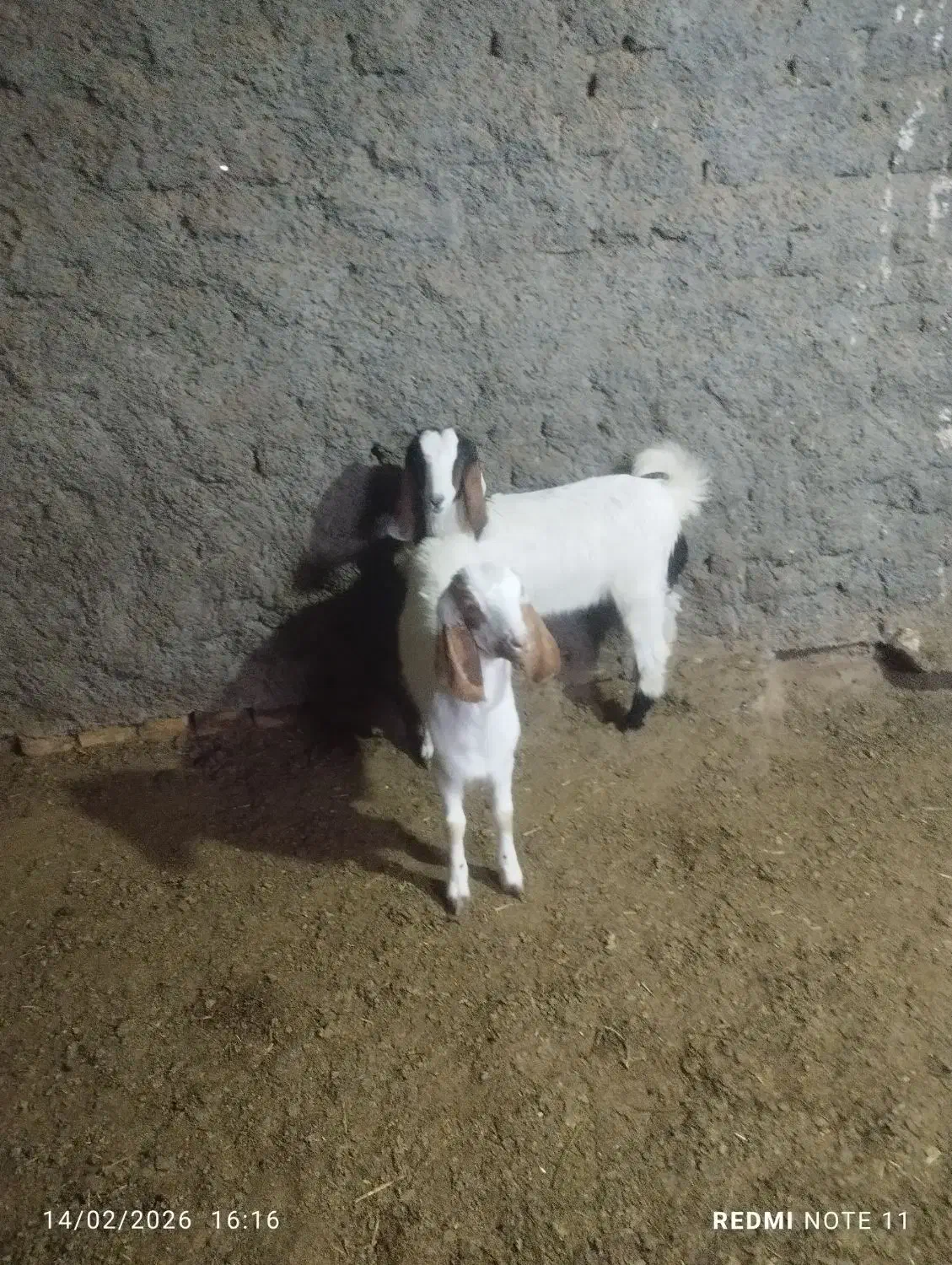 بزغاله|حیوانات مزرعه|سده (خراسان جنوبی), |دیوار