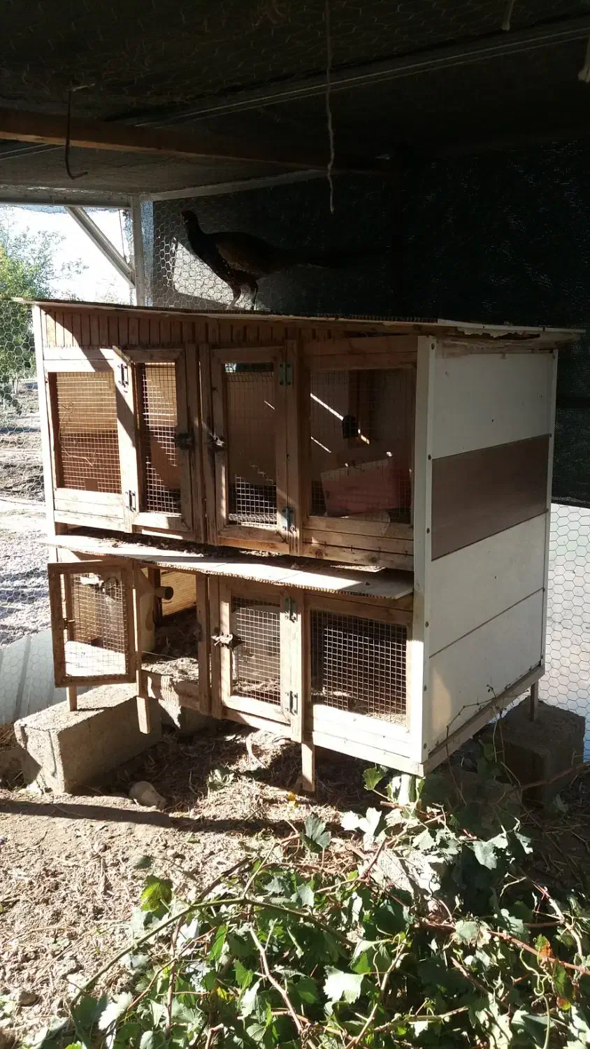 قفس چوبی|لوازم جانبی حیوانات|گنبد کاووس, |دیوار