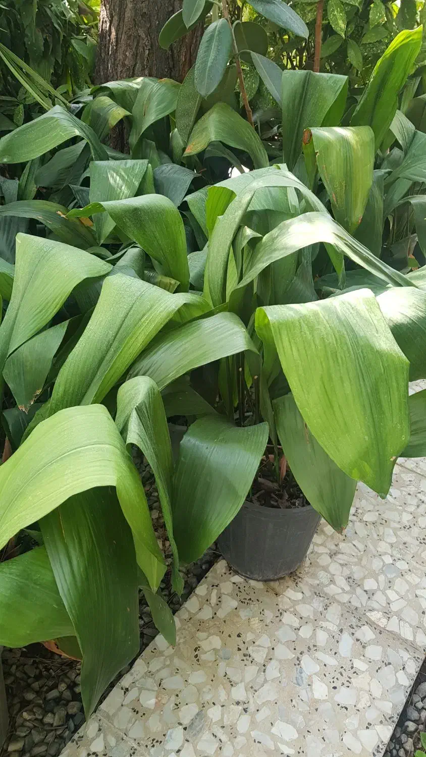 گیاه برگ عبایی|گل و گیاه طبیعی|تهران, عباس‌آباد|دیوار