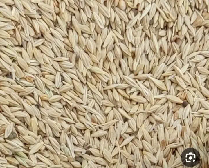 جودامی|لوازم جانبی حیوانات|فولادشهر, فولادشهر|دیوار