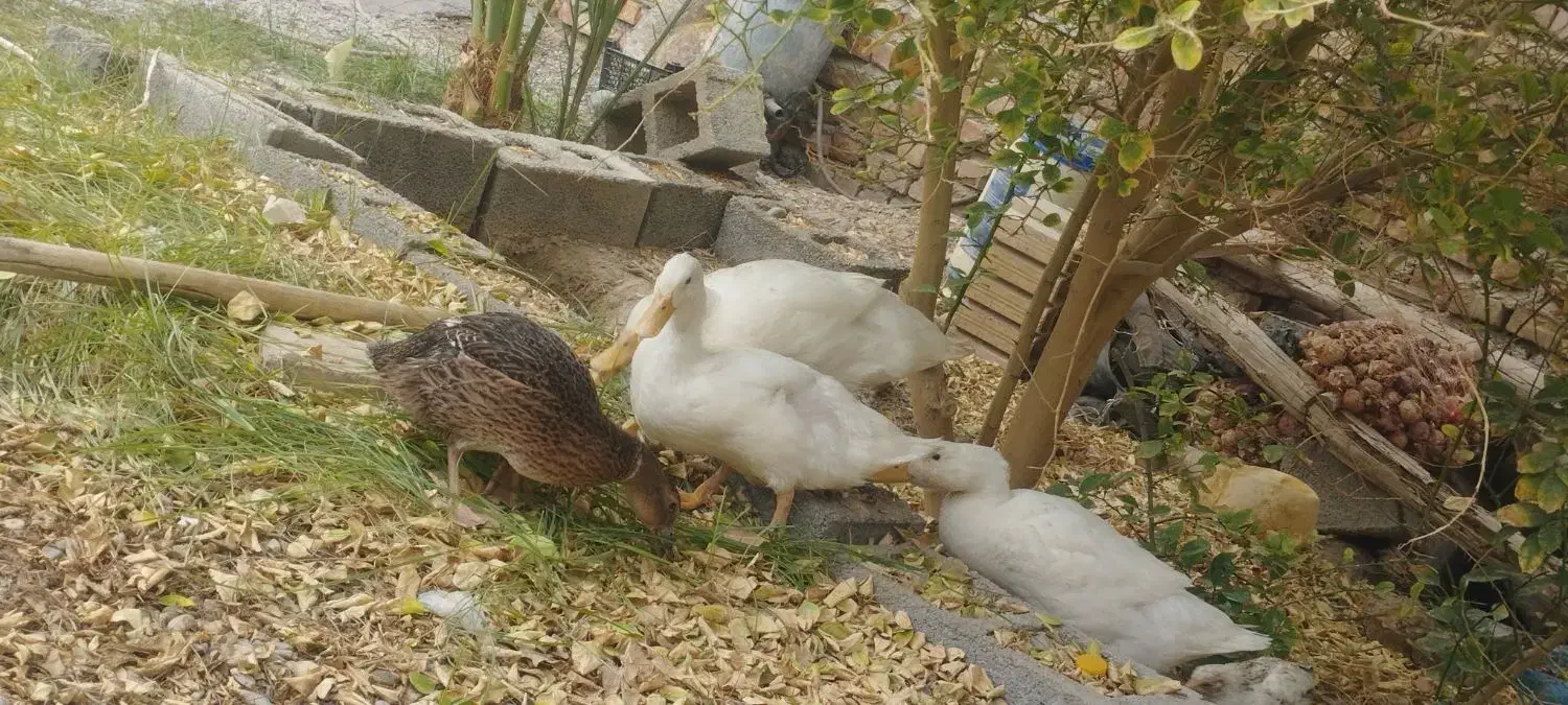 فروش اردک|پرنده|ایرانشهر, |دیوار