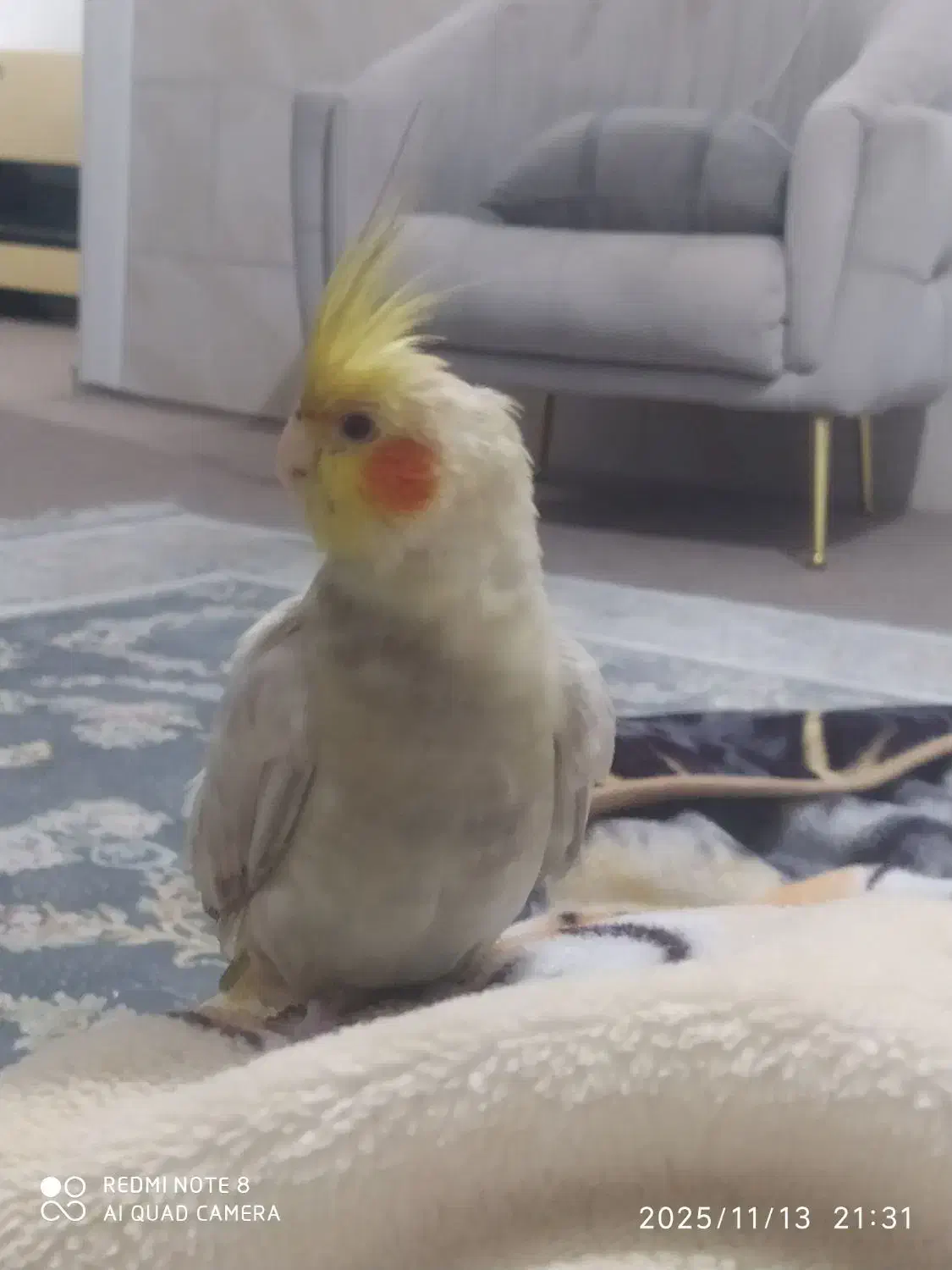 عروس هلندی گمشده در بلوار شهید وفایی سعدی|حیوانات|شیراز, سعدیه جنوبی|دیوار