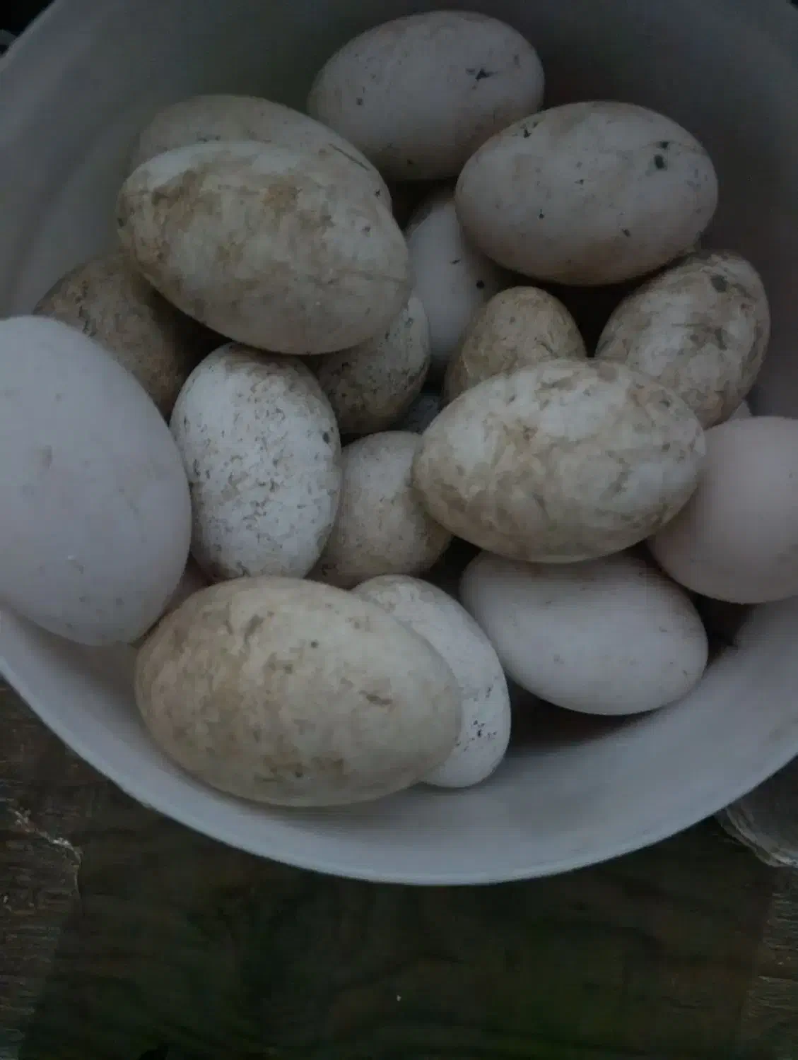 تخم غاز|حیوانات مزرعه|دورود, |دیوار