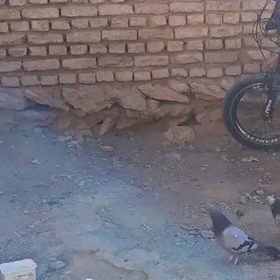 سبز گمشده|پرنده|بروجن, |دیوار