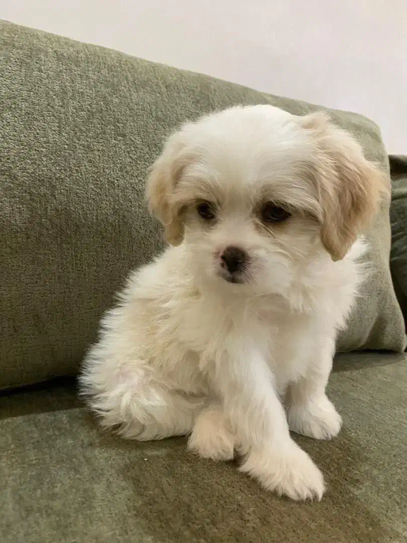 واگذاری|سگ|کرج, گلشهر|دیوار