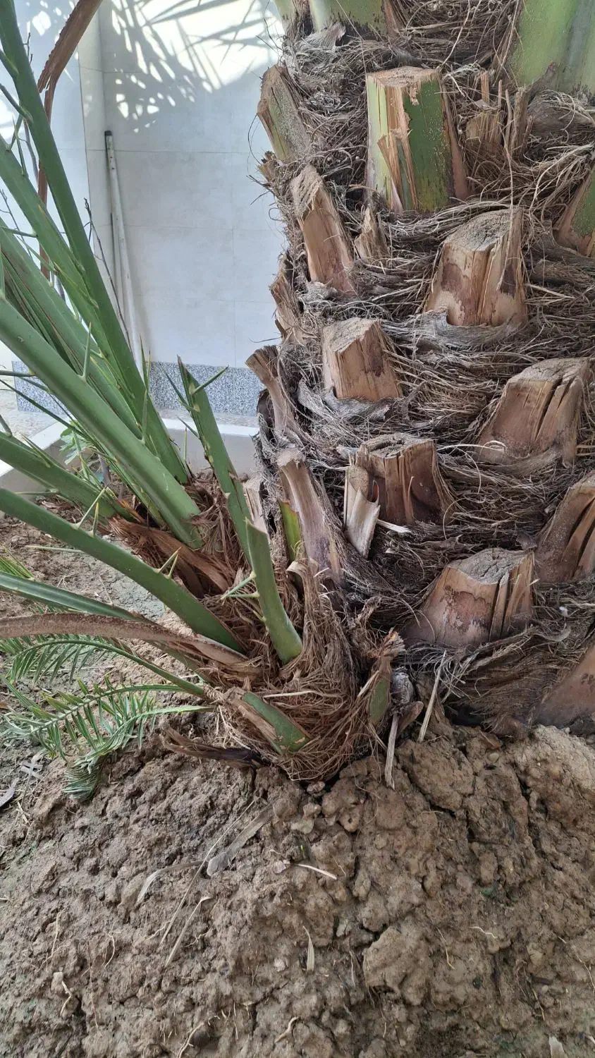 نخل برحی|گل و گیاه طبیعی|رامشیر, |دیوار