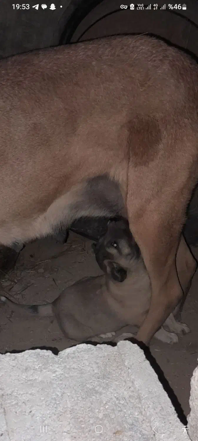 سرابی اصیل|سگ|ارشق, |دیوار