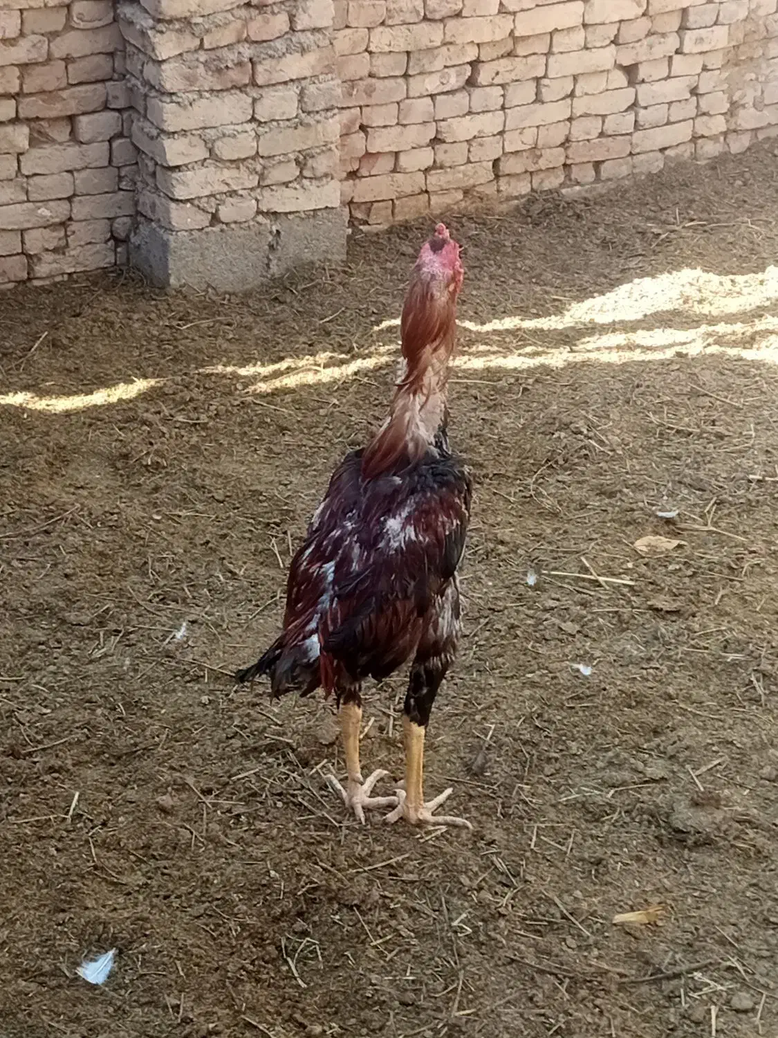 فروش خروس لاری|حیوانات مزرعه|شبستر, |دیوار