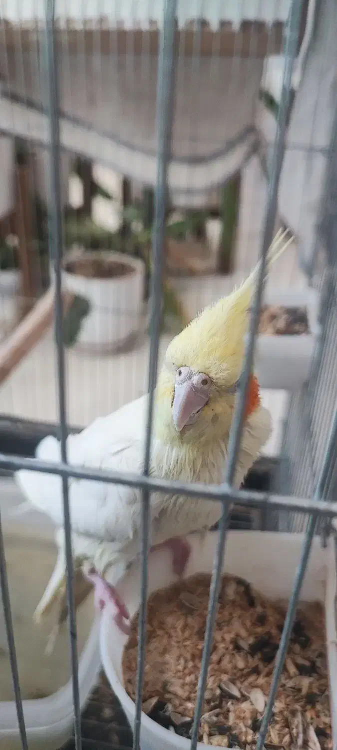 طوطی عروس هلندی|پرنده|بجنورد, |دیوار