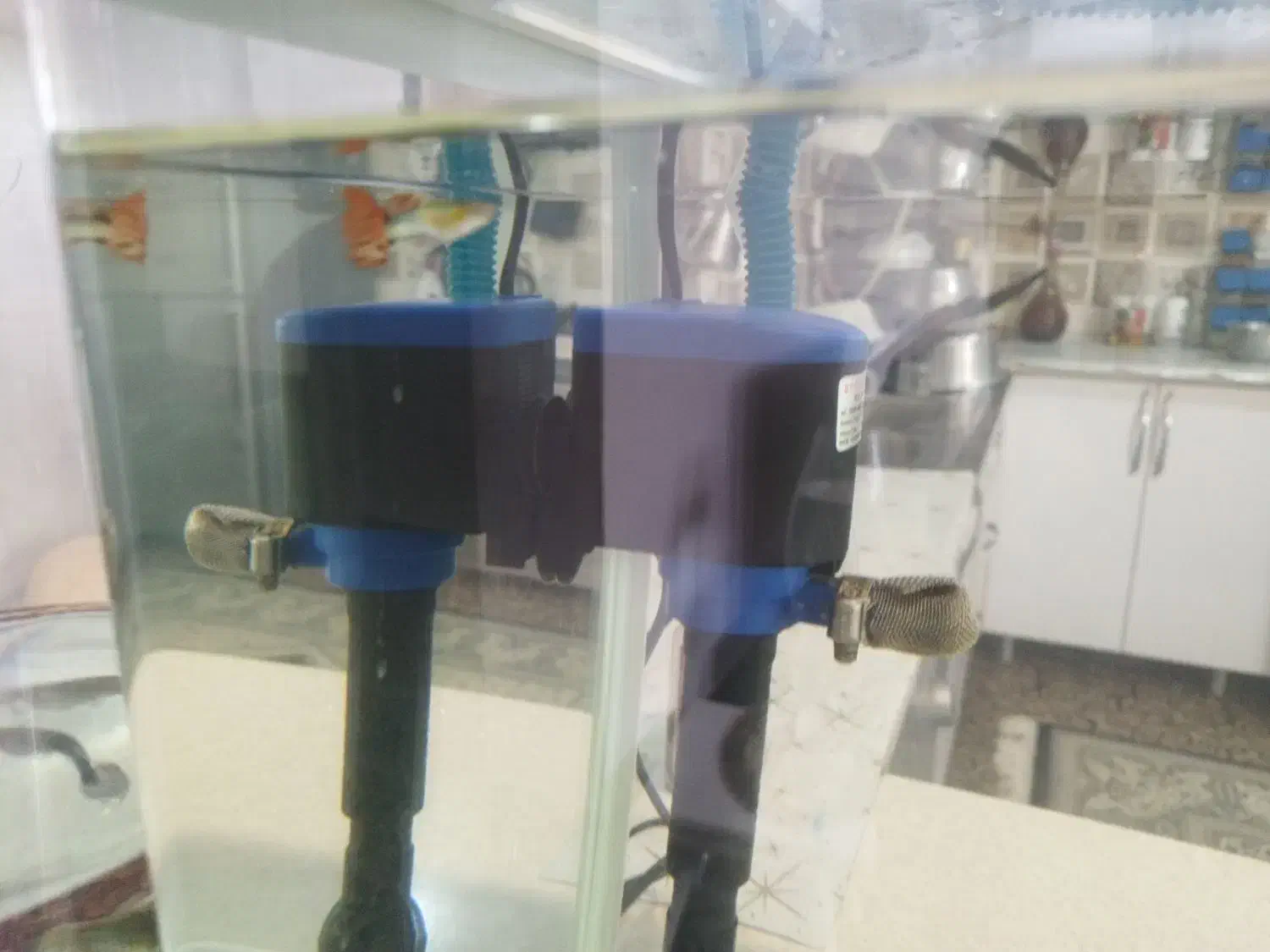 ماهی گوپی وارداتی|ماهی|شیراز, ماه فیروزان|دیوار