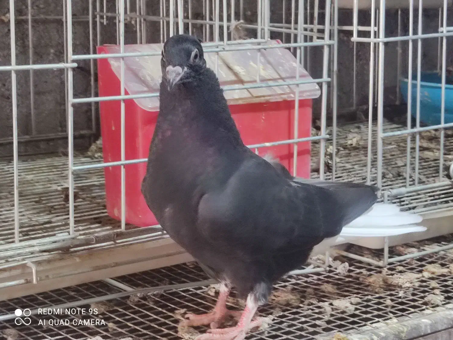 جوجه پلاکی نر|پرنده|برازجان, |دیوار