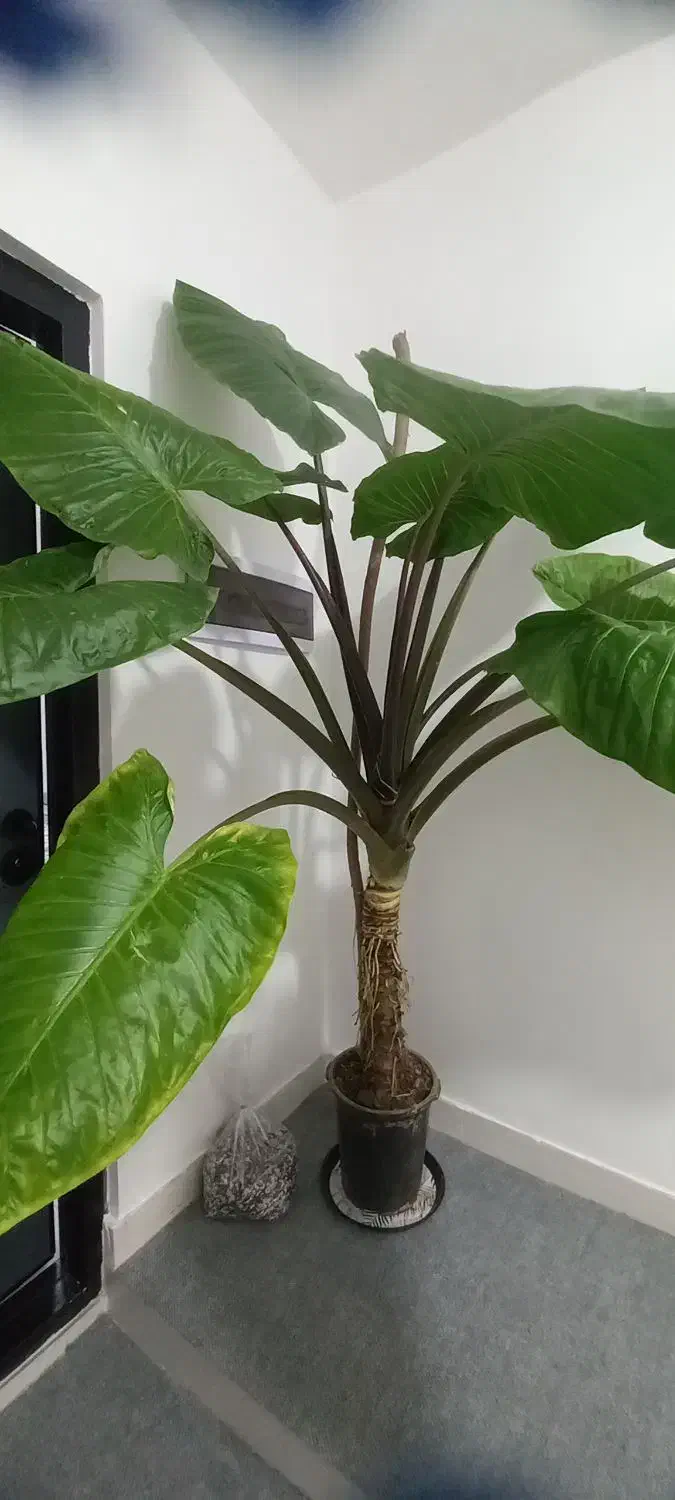 گل بابا آدم|گل و گیاه طبیعی|رشت, حمیدیان|دیوار