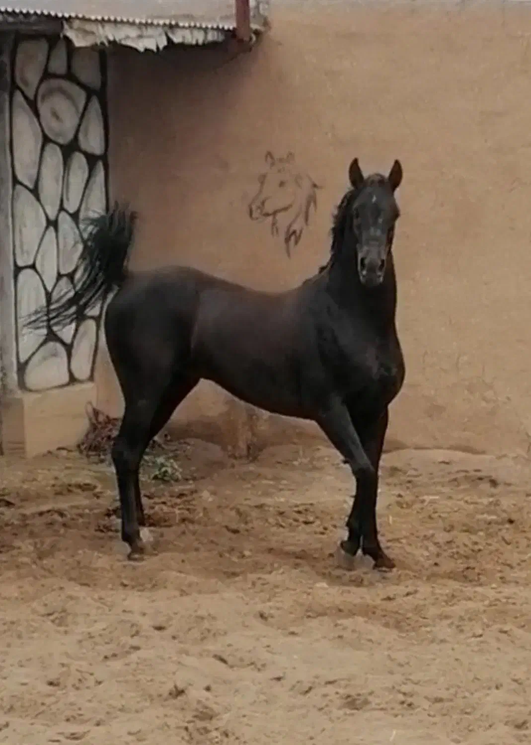 فروش سه راس اسب|اسب و تجهیزات اسب‌سواری|رفسنجان, |دیوار