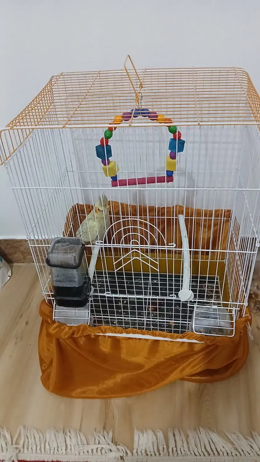 عروس هلندی 4ماهه با فقس|پرنده|سنندج, |دیوار