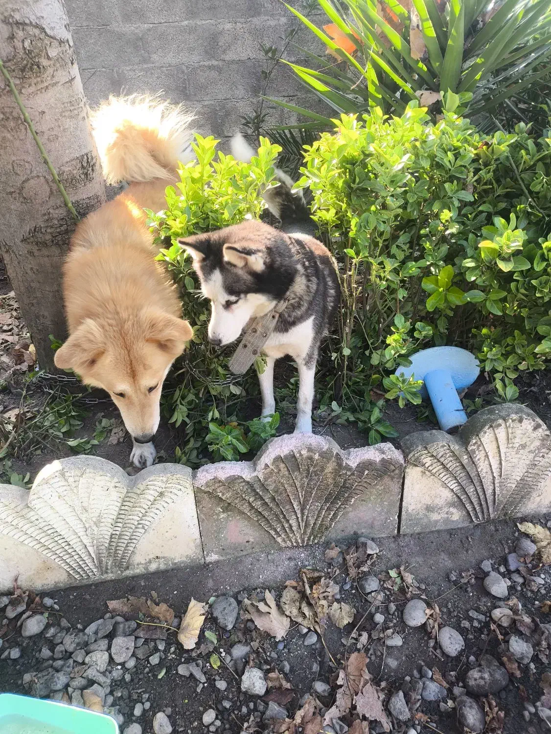 سگ گلدن نر و هاسکی ماده|سگ|ماسال, |دیوار