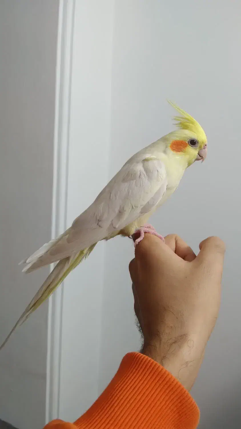 طوطی عروس هلندی های رام و چلوندنی وسخنگو رنگ مختلف|پرنده|قائم‌شهر, |دیوار