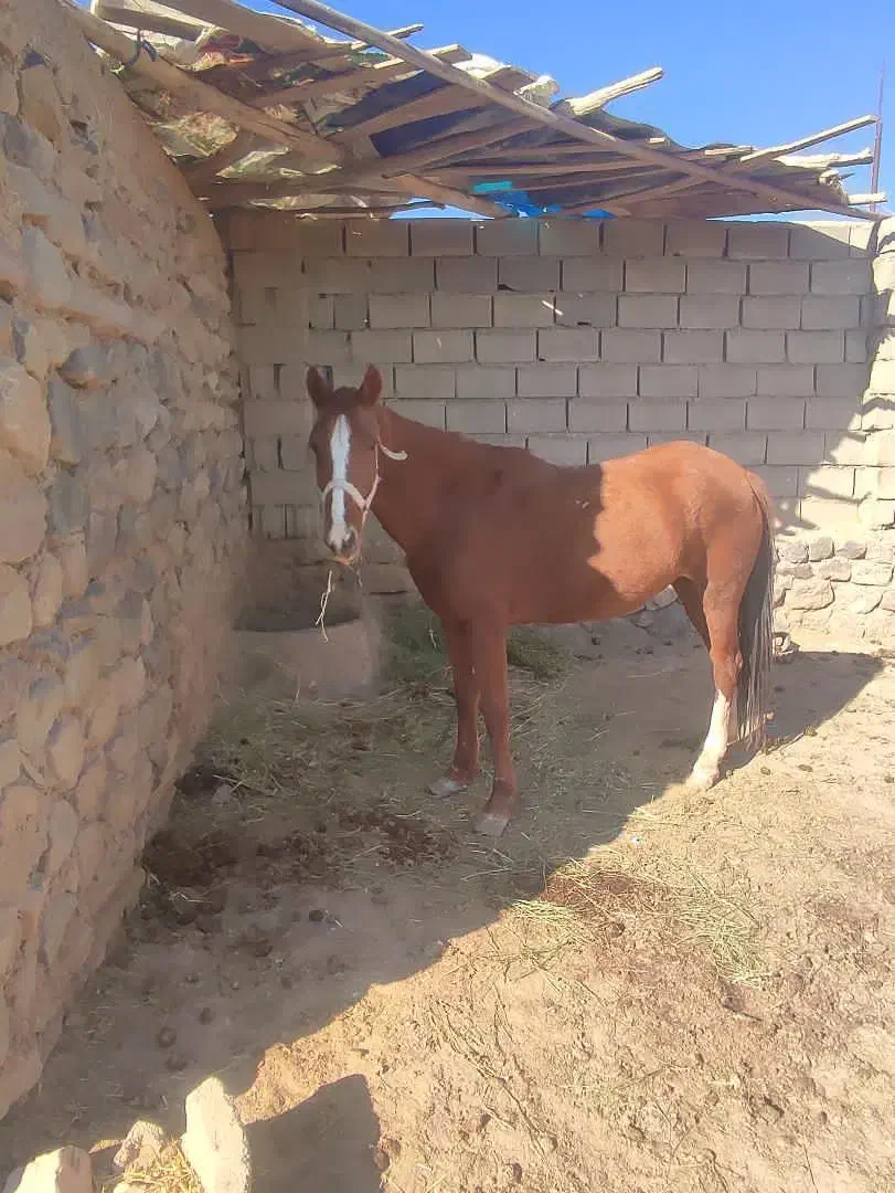 مادیون|اسب و تجهیزات اسبسواری|اسفراین, |دیوار