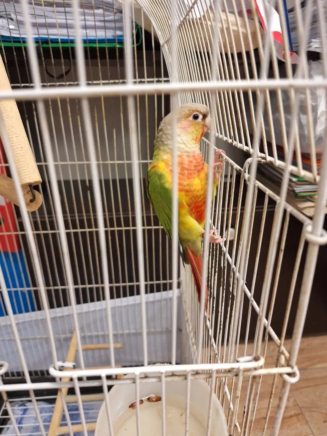 گرینچیک|پرنده|رشت, چله خانه|دیوار