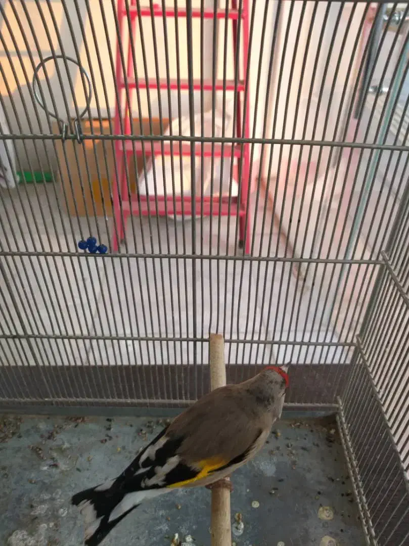 پرنده سرای رضاخانی|پرنده|کرمان, |دیوار