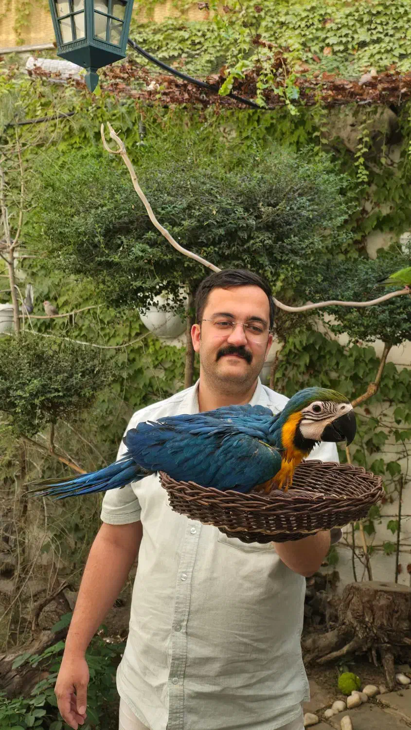 جوجه ارا کاسکو کاکادو ماکائو سرلاکی نقد و اقساط|پرنده|مشهد, فلسطین|دیوار