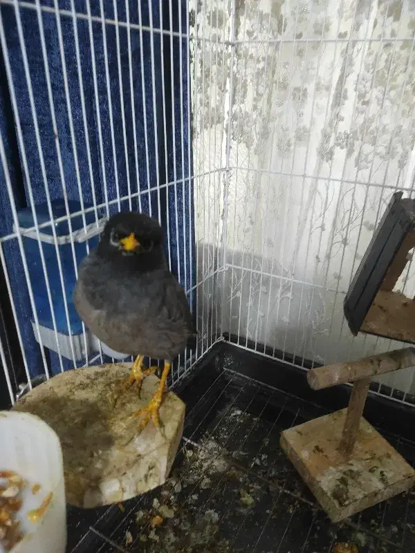 پرنده فروشی|پرنده|تهران, جوادیه تهرانپارس|دیوار