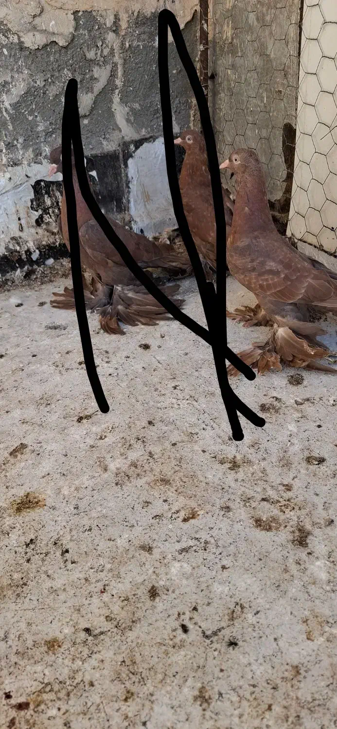 کبوتر|پرنده|اهر, |دیوار