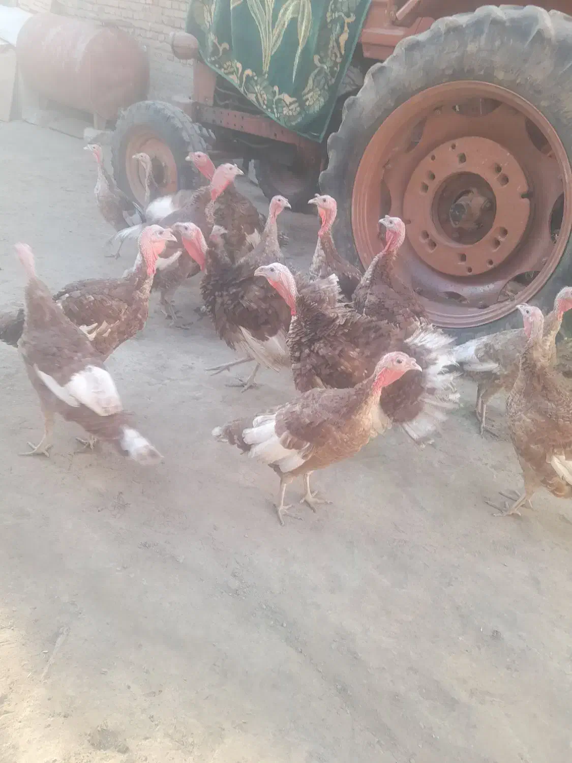 بوقلمون|حیوانات مزرعه|چهاردولی, |دیوار