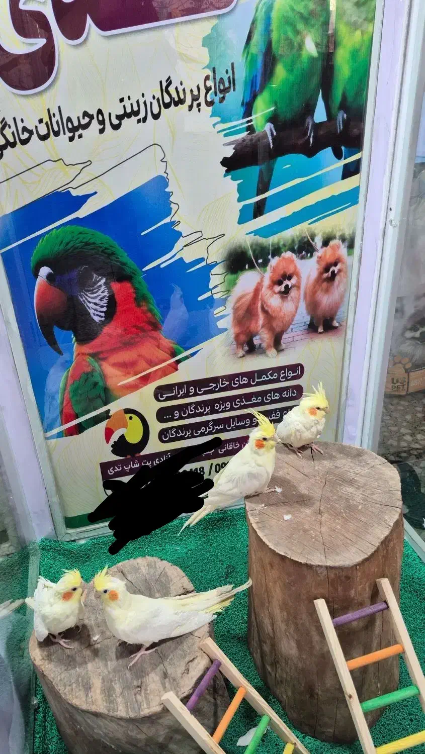 عروسی هلندی بالغ|پرنده|شاهین دژ, |دیوار