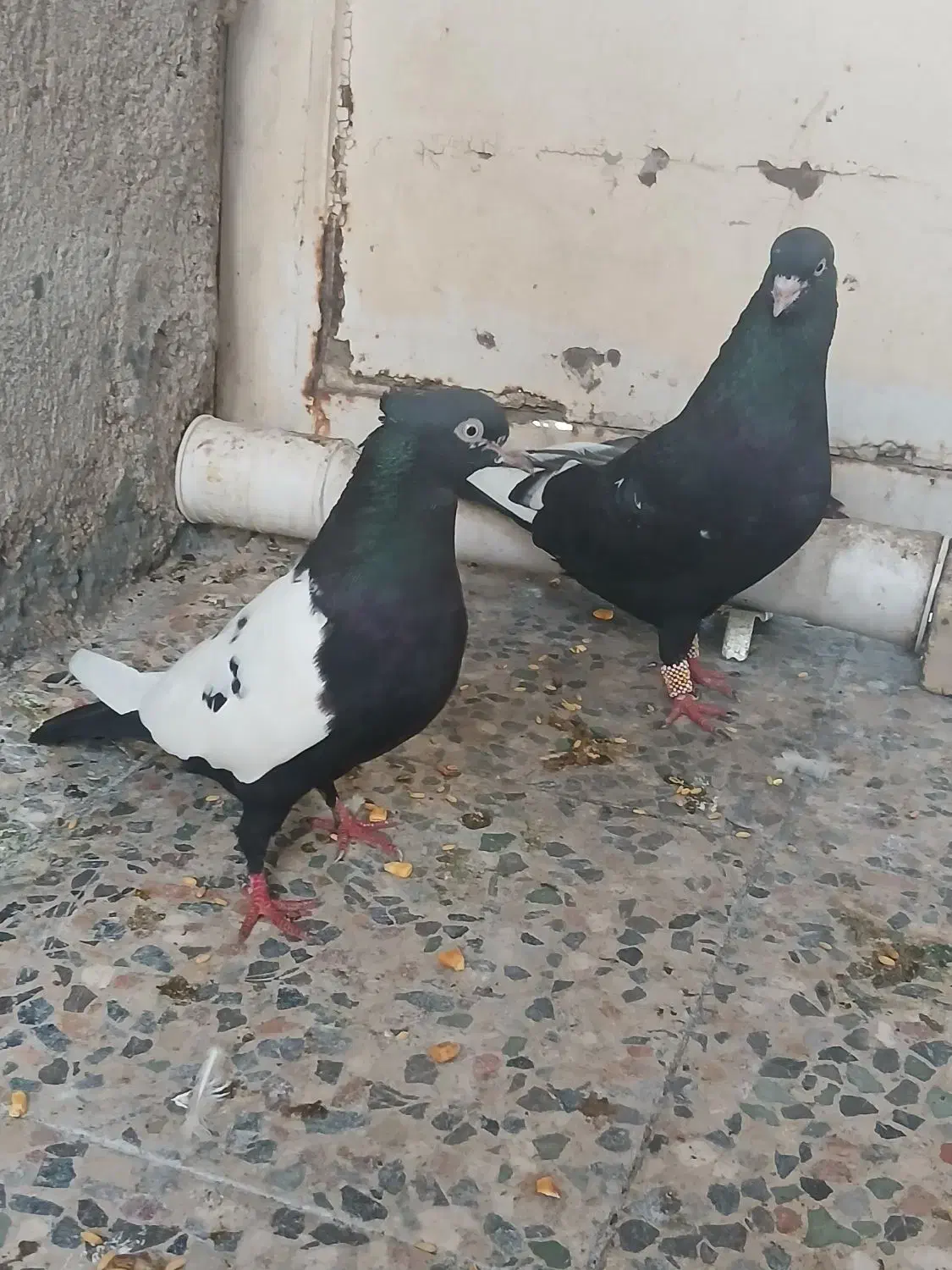 کبوترکفتر سینه ای دم|پرنده|اهواز, منبع اب|دیوار