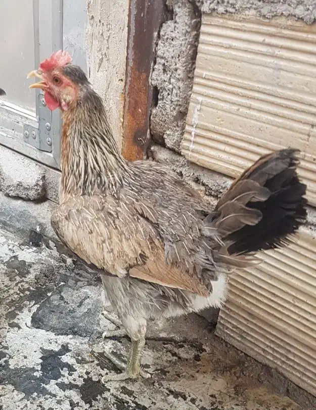 2تا مرغ گلین جوان|حیوانات مزرعه|قم, جمکران|دیوار