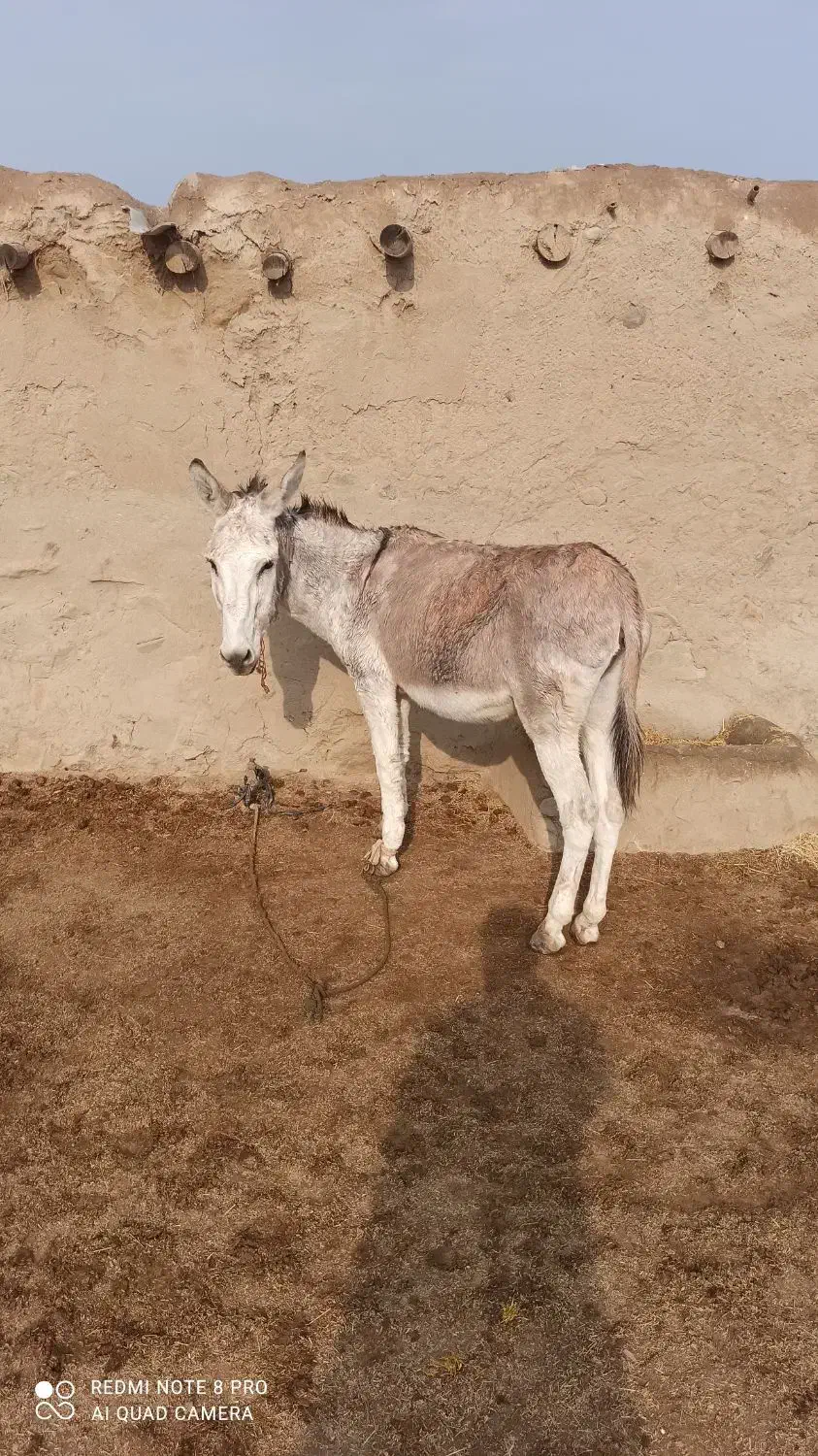 خر نر|حیوانات مزرعه|فراغی, |دیوار