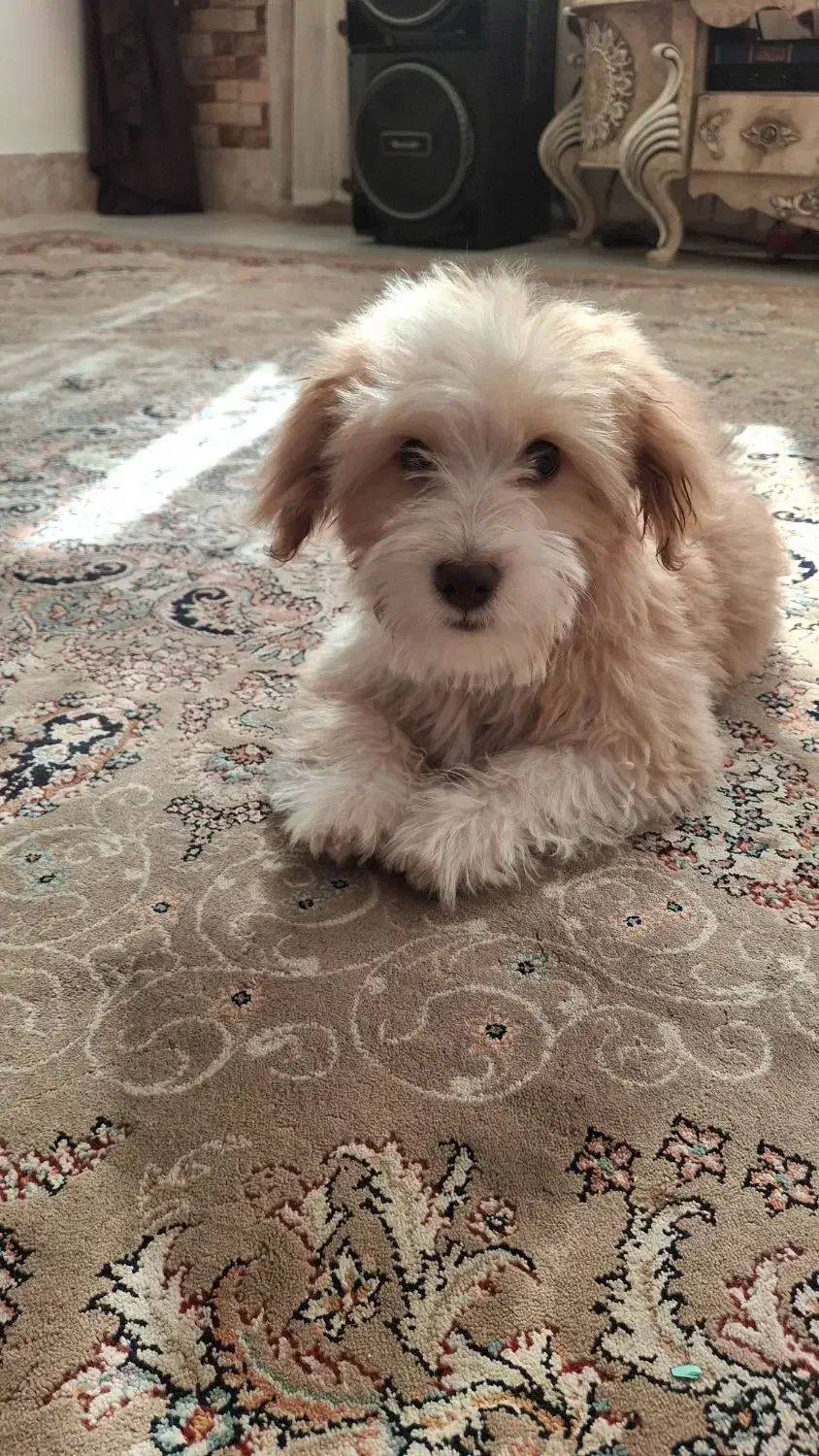 سگ شیتزو|سگ|خمینی‌شهر, |دیوار