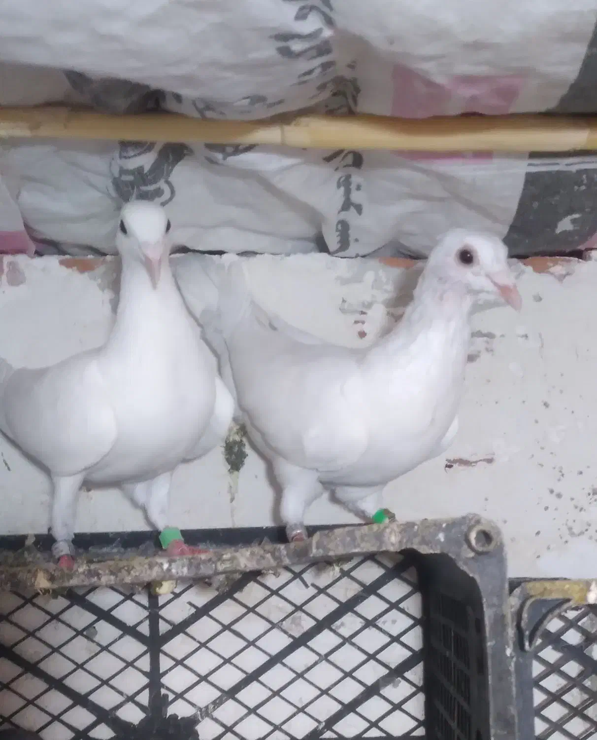 کبوتر مسافتی فیلی و سفید|پرنده|مینودشت, |دیوار