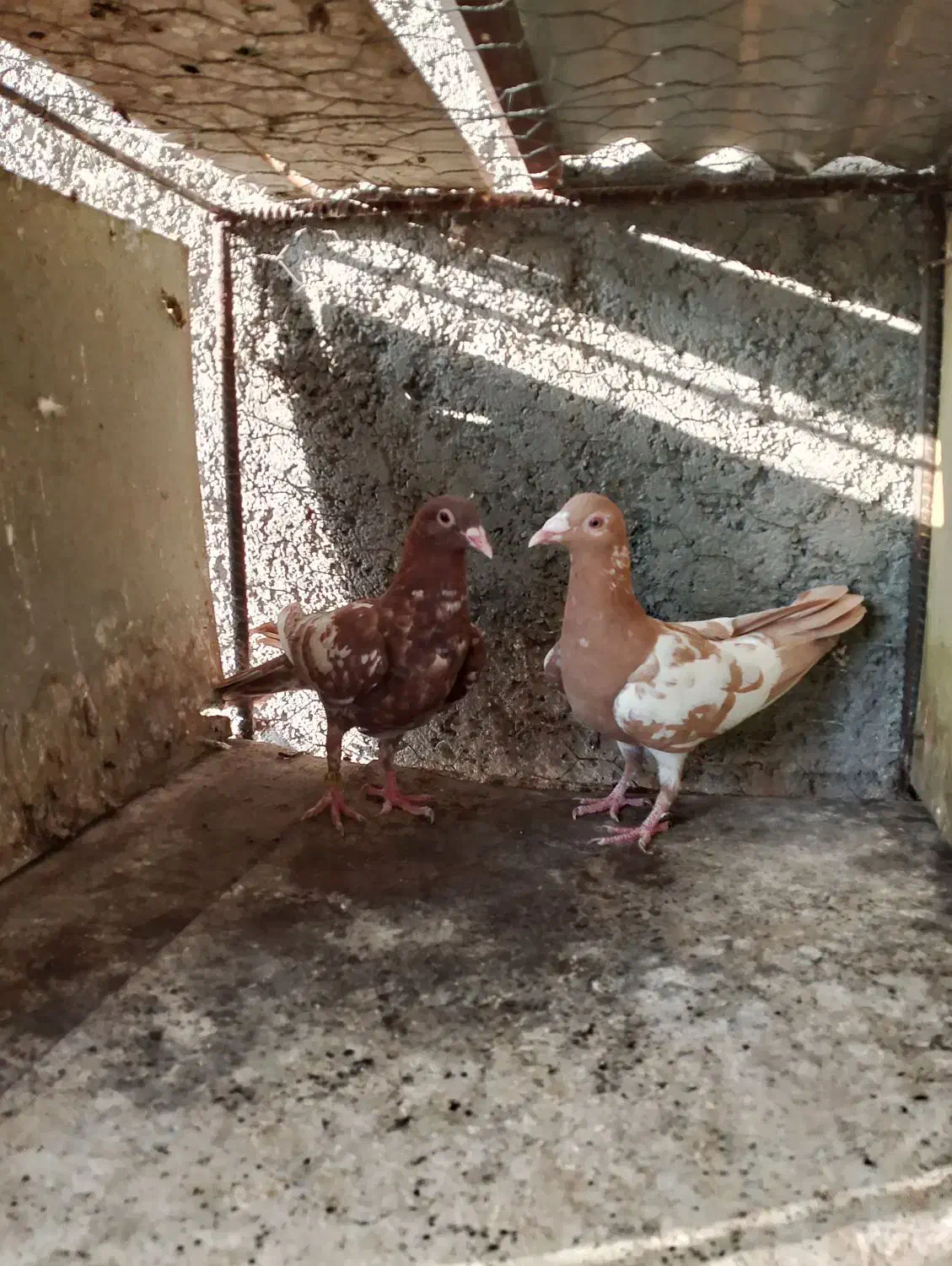 پرنده|پرنده|برازجان, |دیوار