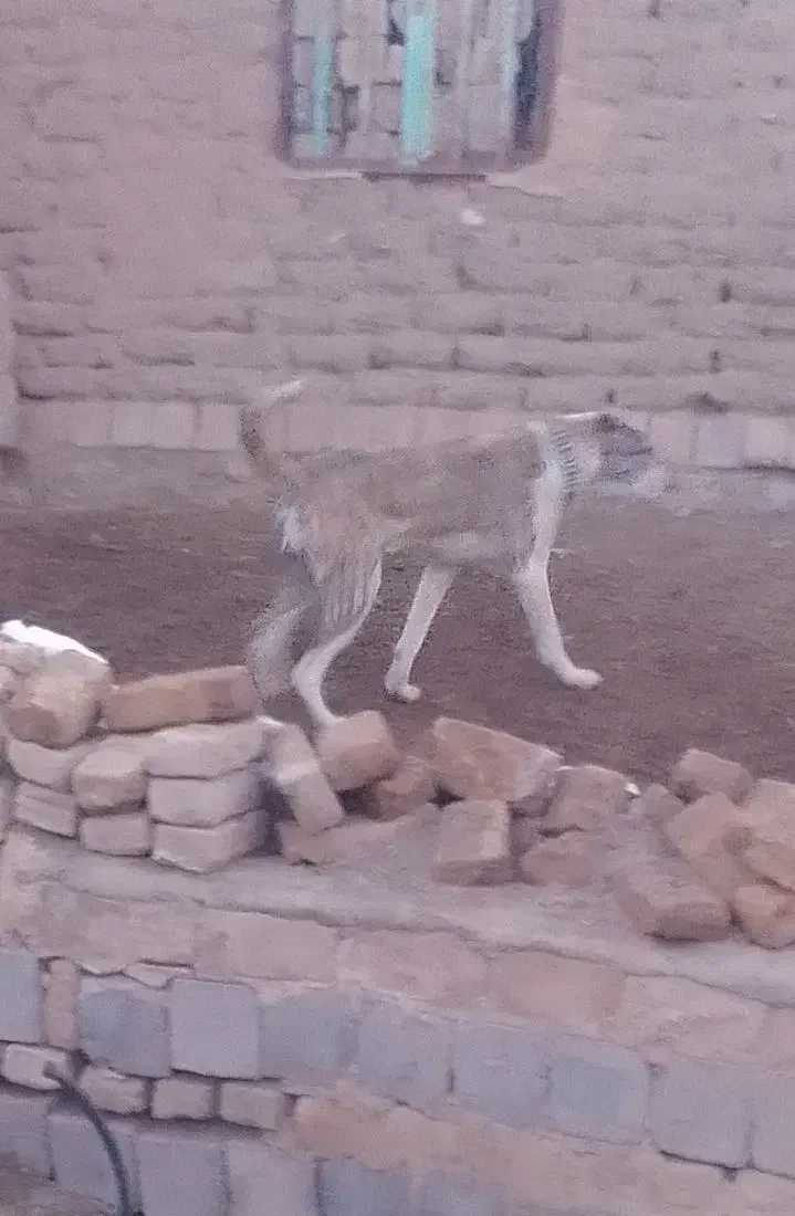 سگ دل گلگی|سگ|جلگه رخ, |دیوار