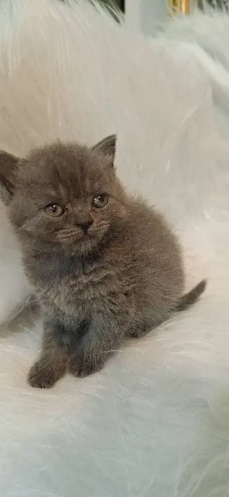 توله گربه های بریتیش و اسکاتیش بریتیش|گربه|اهواز, کوروش|دیوار