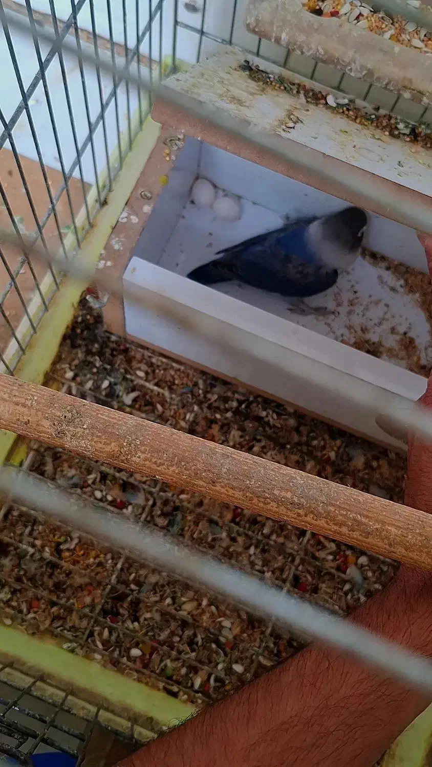 دوجفت طوطی برزیلی یا جوجه مولد|پرنده|آبادان, |دیوار