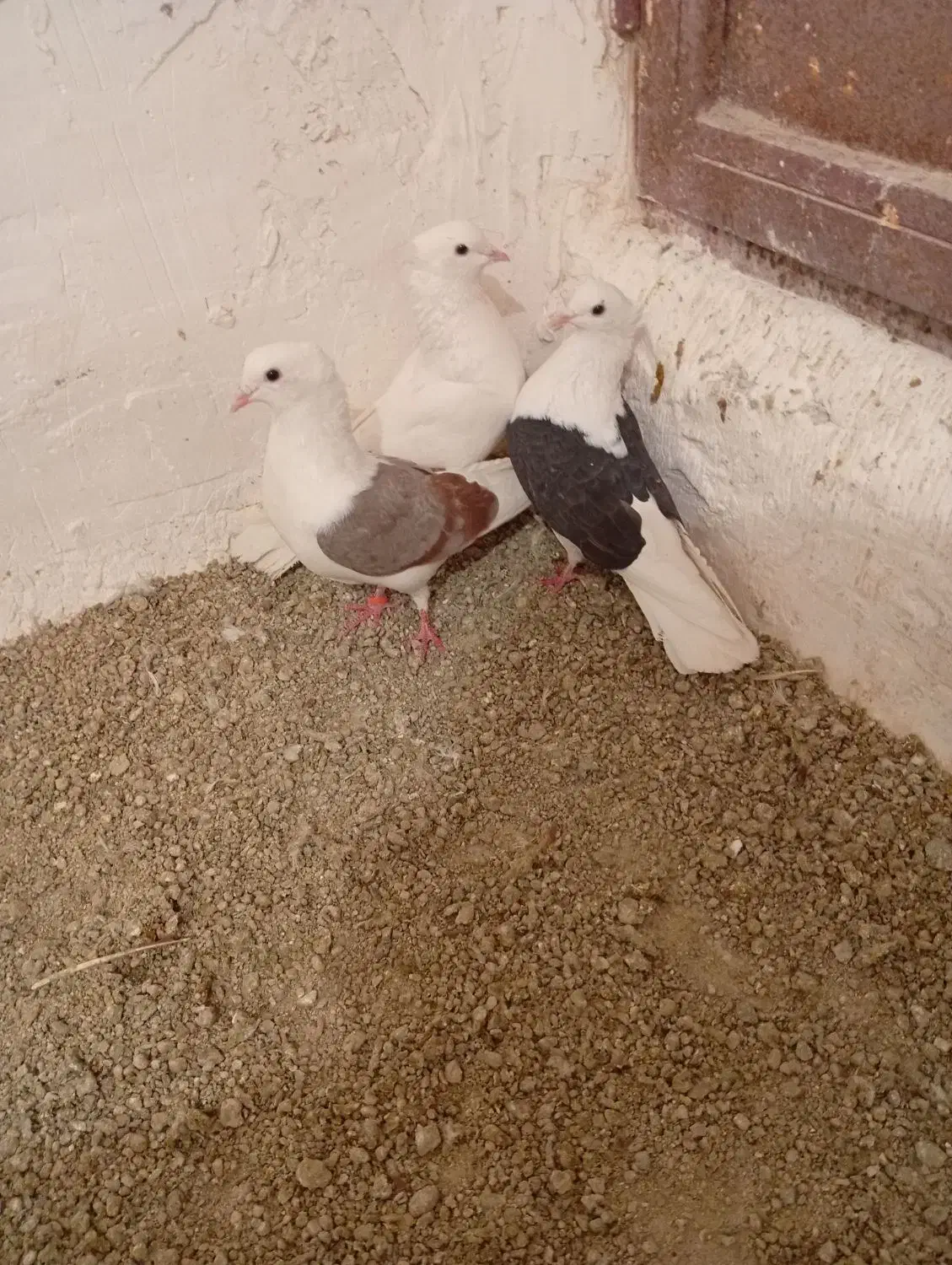 سه عدد کفتر نرم|پرنده|بروجرد, |دیوار