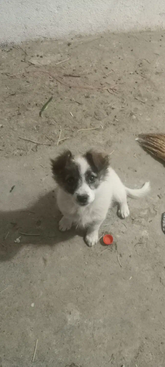 سلام بازیگوش|سگ|مشهد, ایوان|دیوار