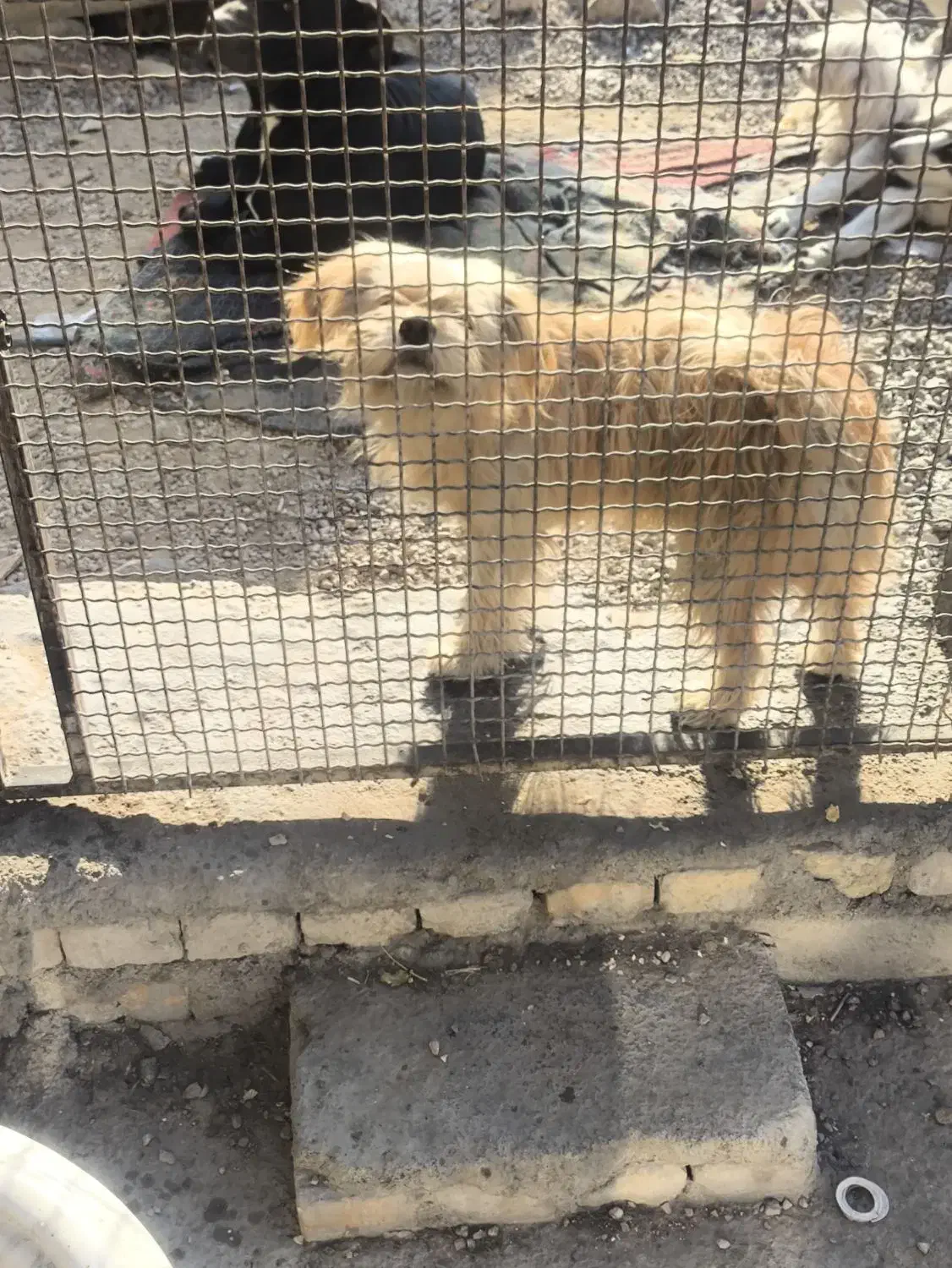 یک جفت سگ شیتزو|سگ|فیروزآباد (فارس), |دیوار