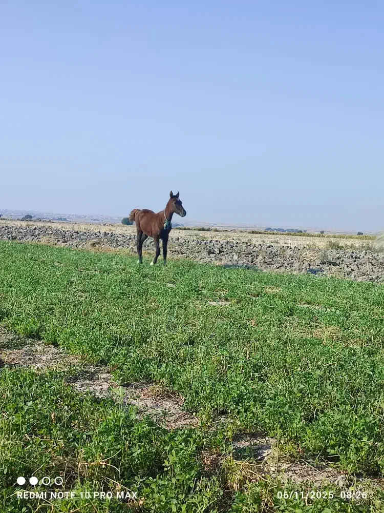 کره نریون|اسب و تجهیزات اسب‌سواری|رامهرمز, |دیوار