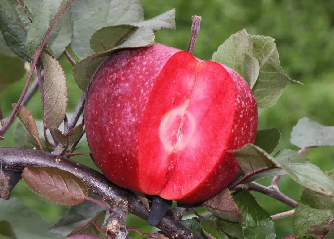 نهال میوه پیوندی|گل و گیاه طبیعی|اصفهان, ارداجی|دیوار