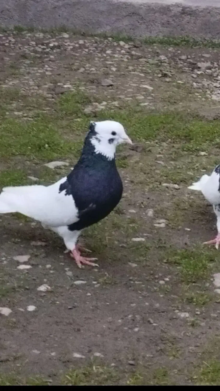 کبوتر طوقی .پرستویی. چپ .شصتی .پروازی همجوره|پرنده|لشت نشا, |دیوار