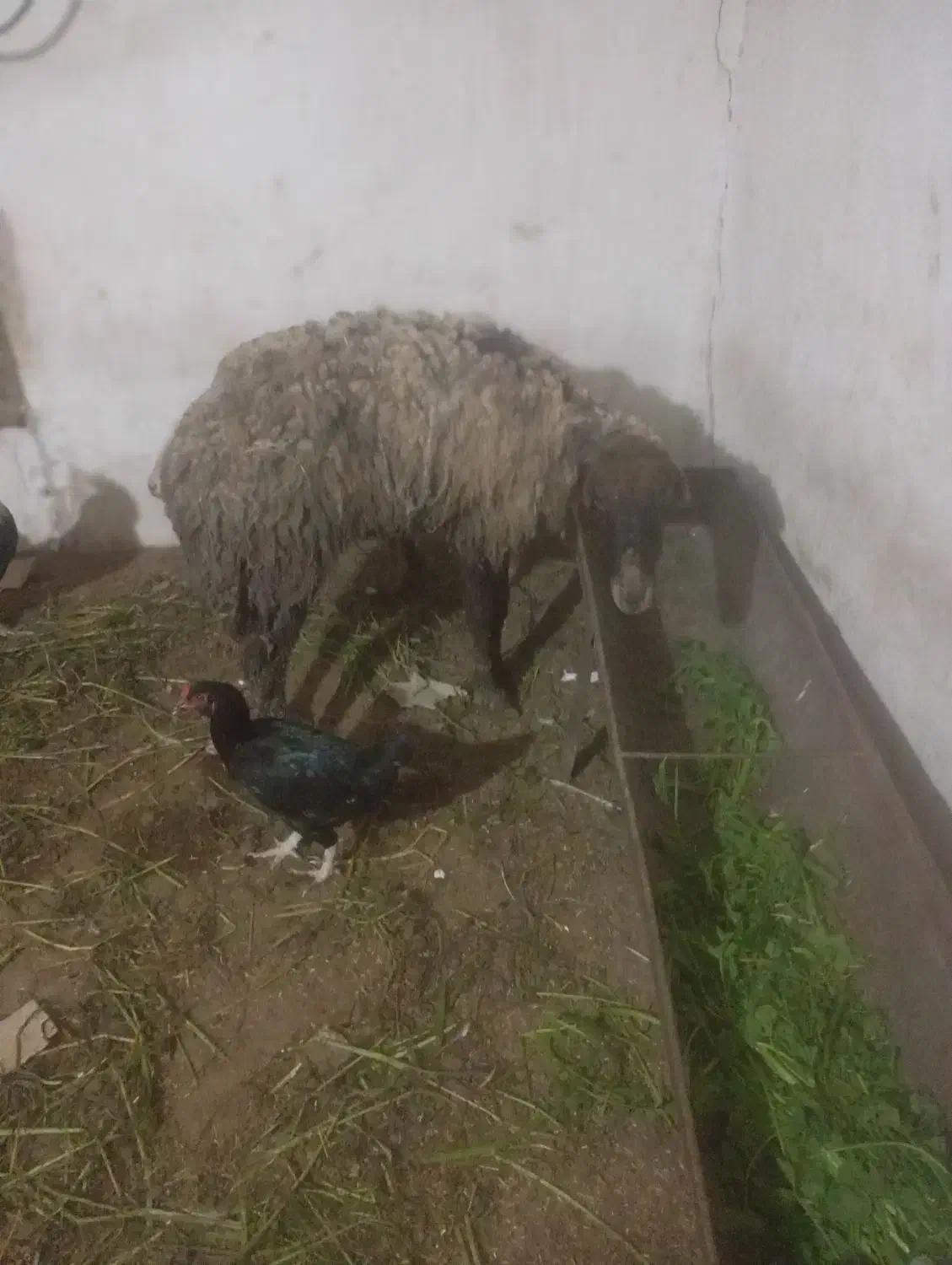 گوسفند|حیوانات مزرعه|سنگدوین, |دیوار